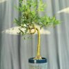TÁC PHẨM TRE NGÀ BONSAI : TRỰC XOẮN NGHỆ THUẬT