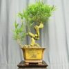 TÁC PHẨM TRE NGÀ BONSAI : NGHỆ THUẬT ĐỈNH CAO