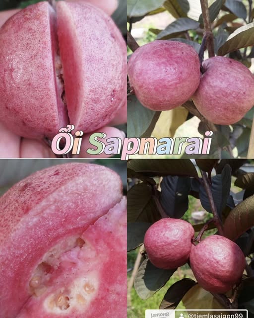 CÂY GIỐNG ỔI Sapnarai NHẬP KHẨU CÂY GIỐNG ỔI Sapnarai NHẬP KHẨU