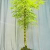 TÁC PHẨM TRE NGÀ BONSAI : DÁNG TRỰC TÁN TÙNG NGHỆ THUẬT ĐỈNH CAO