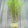 TÁC PHẨM TRE NGÀ BONSAI : DÁNG TRỰC QUÂN TỬ NGHỆ THUẬT ĐỈNH CAO
