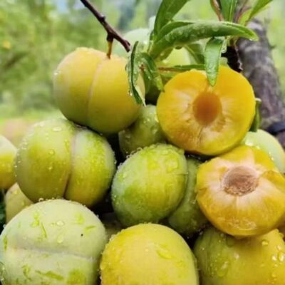 CÂY GIỐNG MẬN SEO RÓC HẠT - CÂY NHẬP KHẨU