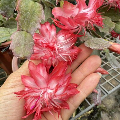 Chậu Hoa Tiểu Quỳnh " Càng Cua đỏ kép "
