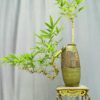TÁC PHẨM TRE NGÀ BONSAI : DÁNG TRỰC HUYỀN NGHỆ THUẬT