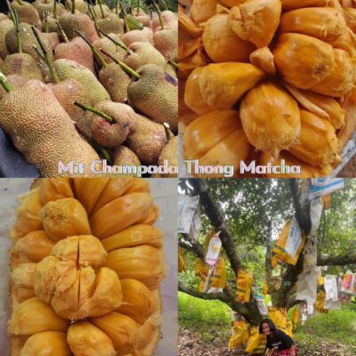 CÂY GIỐNG Mít sầu riêng (Champada) Thong Matcha nhập khẩu