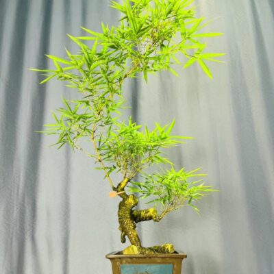 TÁC PHẨM TRE NGÀ BONSAI : NGHỆ THUẬT