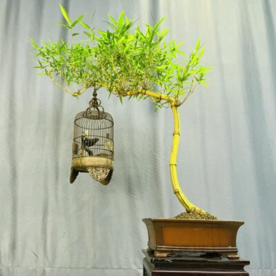 TÁC PHẨM TRE NGÀ BONSAI : DÁNG HUYỀN NGHỆ THUẬT