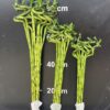 Cây Phát Lộc Xoắn (Trúc Phát Tài)