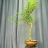 TÁC PHẨM TRE NGÀ BONSAI NGHỆ THUẬT VƯỢNG PHONG THỦY