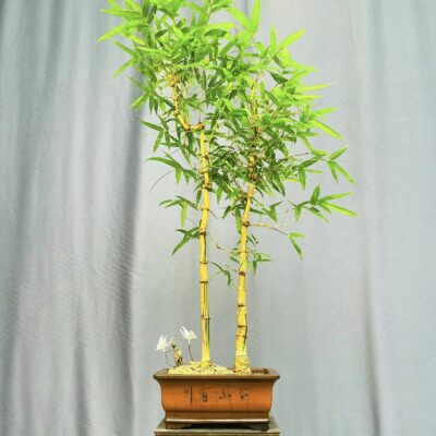 TÁC PHẨM TRE NGÀ BONSAI : SONG HẠC