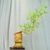 TÁC PHẨM CHUM TRE NGÀ BONSAI DÁNG HUYỀN NGHỆ THUẬT