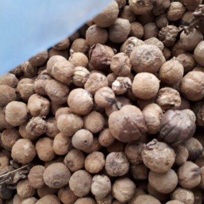 HẠT GIỐNG CÂY Giá Tỵ (cây gỗ Tếch) - 1KG