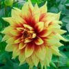 Hoa thược dược ngoại ” Dahlia Dazzling Sun“- Mã P401