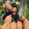 Cây giống " Cây ca cao Cupuacu Brazil  " nhập khẩu
