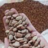 HẠT GIỐNG CÂY KEO GAI - 1KG