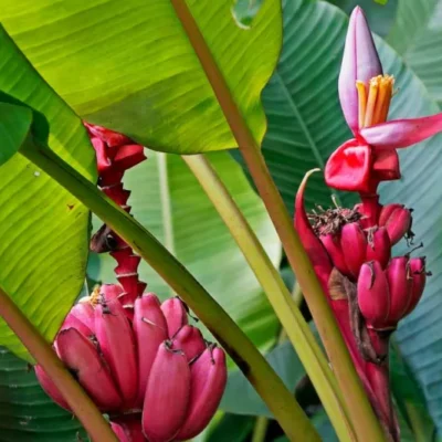 Cây giống chuối Pink Banana (Musa velutina)