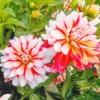 Hoa thược dược ngoại ” Dahlia Short Track “- Mã P396