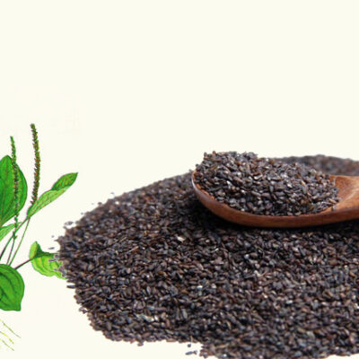 HẠT GIỐNG CÂY BÔNG MÃ ĐỀ ( XA TIÊN TỬ)