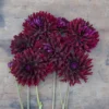 Hoa thược dược ngoại ” Dahlia Hollyhill Black Beauty“- Mã P384