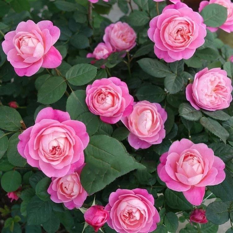 Cây Hoa Hồng dream light rose Cây Hoa Hồng dream light rose