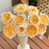 Cây Hoa Hồng Effie Rose