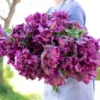 củ giống hoa Tulip ' Negrita Double  ' Nhập Khẩu