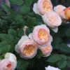 Cây Hoa Hồng Han xian Rose