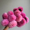 Hoa thược dược ngoại ” Sweet Fabienne “- Mã P319