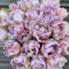 củ giống hoa Tulip ' Katinka ' Nhập Khẩu