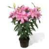 củ giống hoa lily lùn kép ' Sara Oriental ' Nhập Khẩu