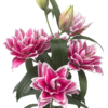 củ giống hoa lily kép ' Roselily Bianca  ' Nhập Khẩu
