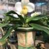 Lan Hài Hương, Paphiopedilum emersonii