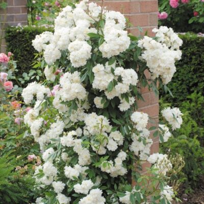 Hoa Hồng Ngỗng Tuyết SNOW GOOSE ROSE – Tuyệt phẩm hồng leo của DAVID AUSTIN