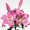củ giống hoa lily ' Tabledance  ' Nhập Khẩu