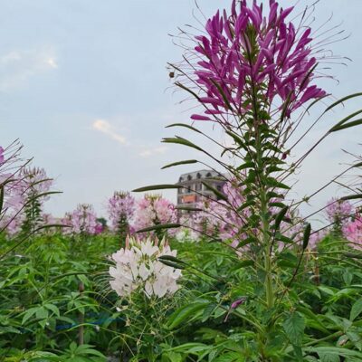 CÂY GIỐNG HOA Hồng Ri TÚY ĐIỆP- Cleome Spinosa NHẬP KHẨU MÀU HỒNG