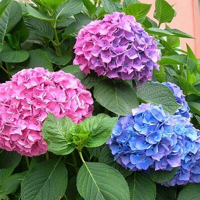 Cây giống hoa cẩm tú cầu ôn đới