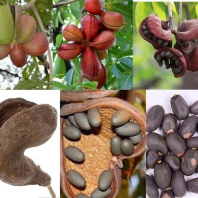 HẠT GIỐNG CÂY TRÔM (MỦ TRÔM) - 1KG