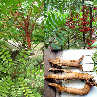 Cây giống mật nhân (cây bách bệnh)