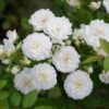 Hoa hồng cổ bạch trà