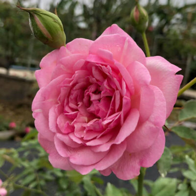hoa hồng cổ ĐIỀU