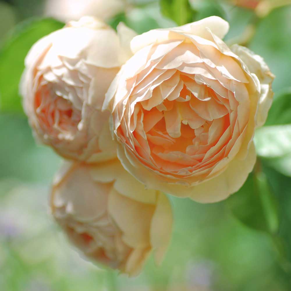 Hoa hồng Jude The Obscure rose – Top hồng David Austin đẹp nhất Hoa hồng Jude The Obscure rose – Top hồng David Austin đẹp nhất