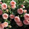 Hoa hồng ngoại Masora rose – Hoa hồng Nhật vàng mơ đẹp nhất