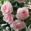 siêu phẩm hoa hồng leo Pháp Nahema Rose