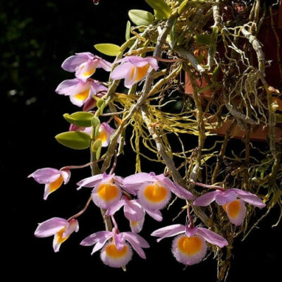 Lan Rừng Hoàng Thảo Nghệ tâm (Dendrobium loddigesii)