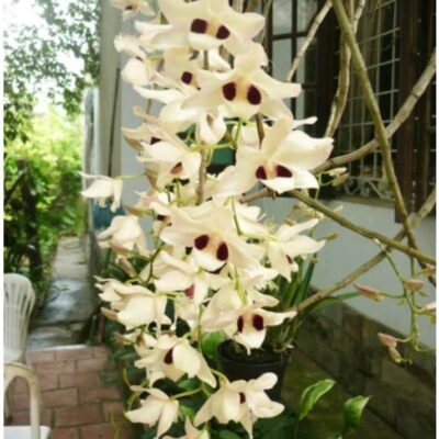 Hoa Lan Rừng Hoàng Thảo Thái Bình – Dendrobium pulchellum