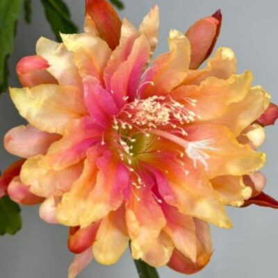 Chậu Hoa Nhật Quỳnh Clarity's Elin