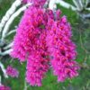 Hoa Lan Rừng Báo Hỷ - Dendrobium secundum,