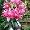 củ giống hoa lily ' Thalita ' Nhập Khẩu