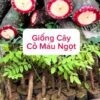 Cây giống Cỏ máu ngọt