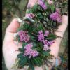 HOA PHONG LAN TRỨNGNG BƯỚM RỪNG